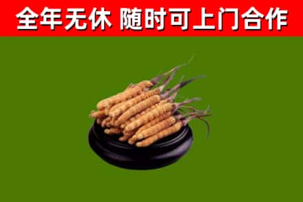 逊克县回收冬虫夏草