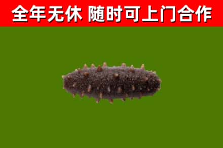逊克县回收海参干